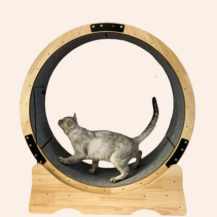 1-Photoroom_2db6f377-509d-4370-b653-2737e1d42cc9-woodycats