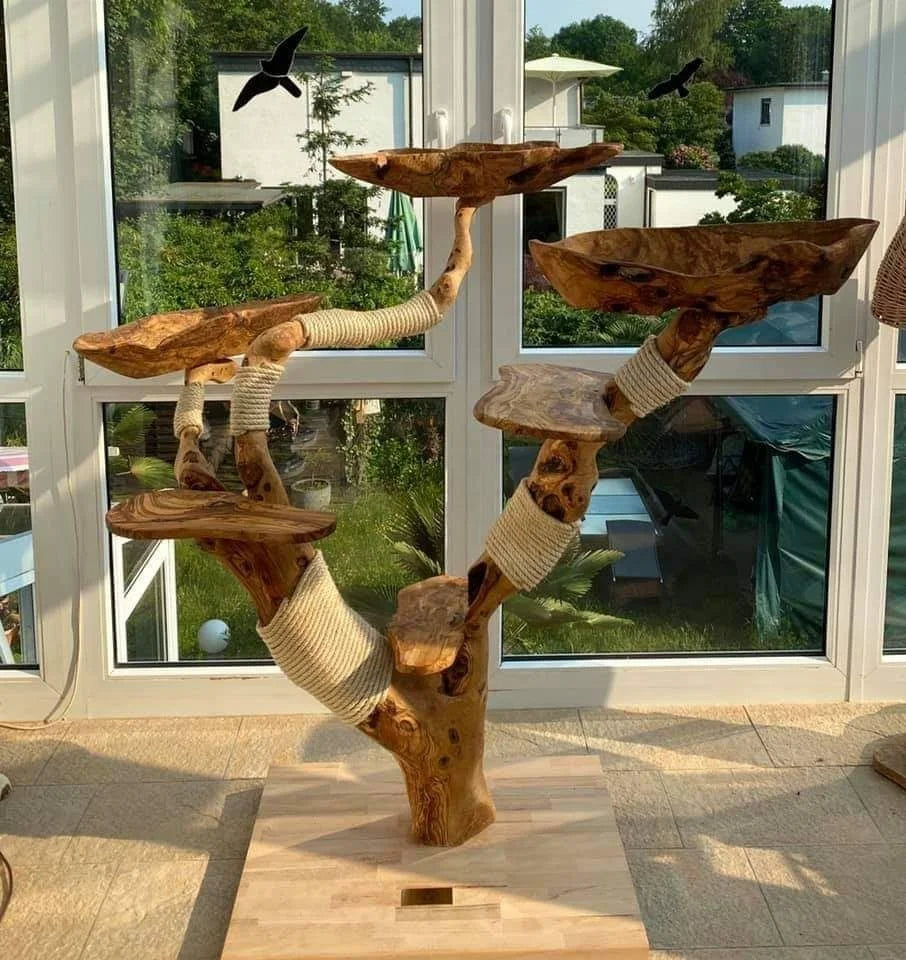 1_2963dab3-f592-4e51-8252-5f7d8254848c-woodycats