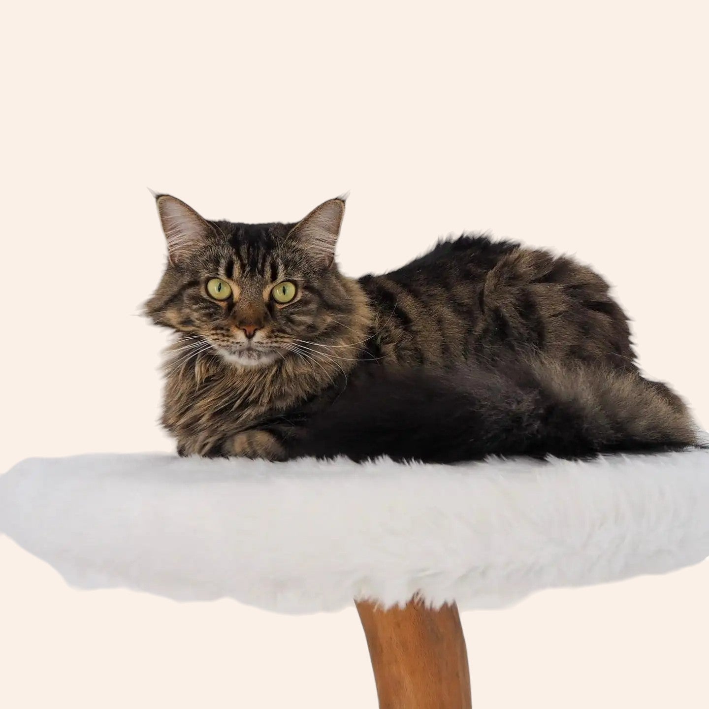 3-Photoroom_c2fd510d-738c-4916-abc1-e9db9cd30abc-woodycats