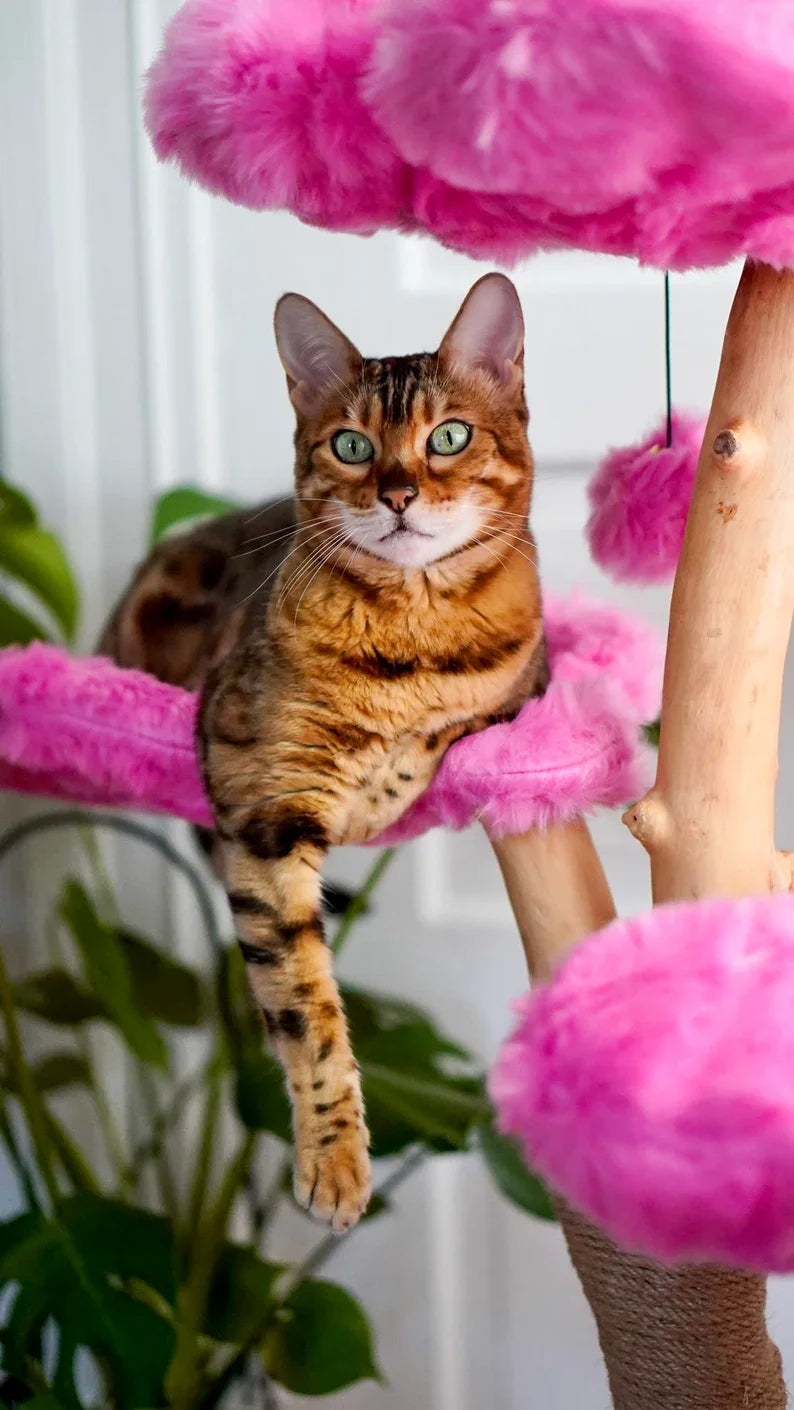 Sf81ee56f77574409817f1247c53d1e80p-woodycats