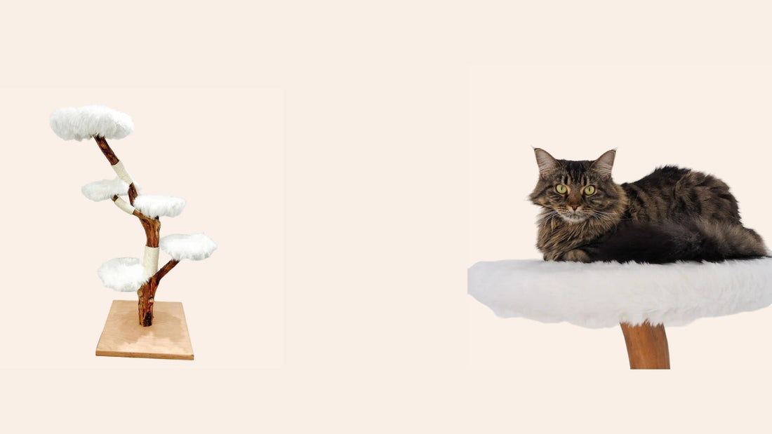 Warum ein Katzenkratzbaum in jedem Katzenhaushalt unverzichtbar ist-woodycats