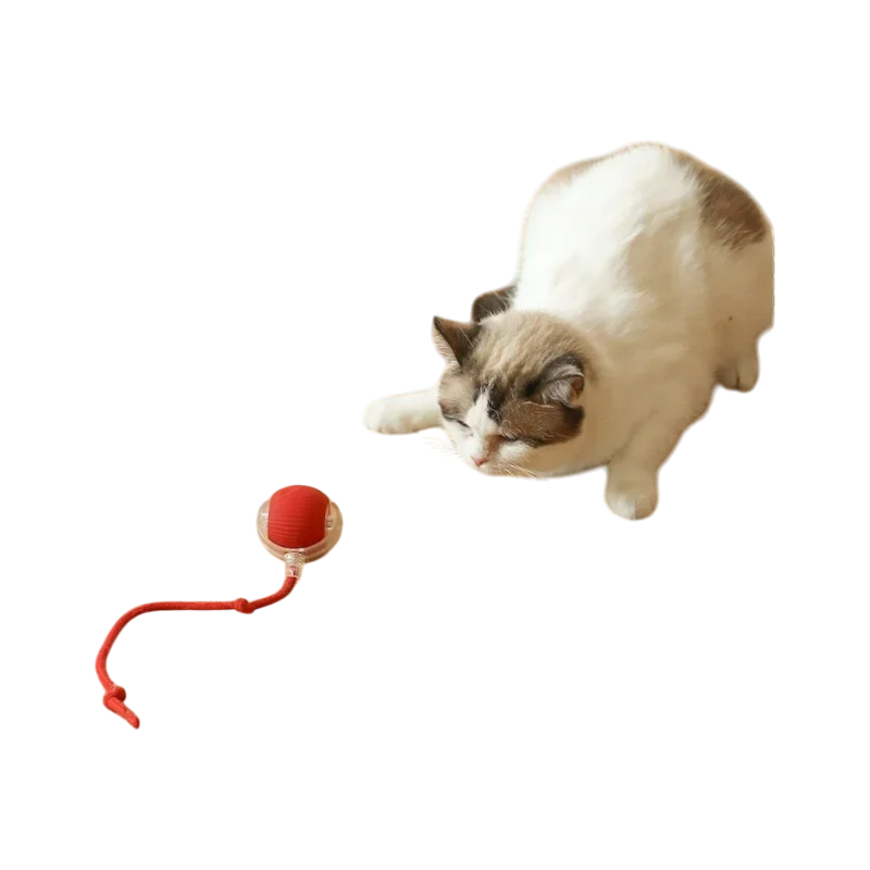 2-Photoroom_15-woodycats