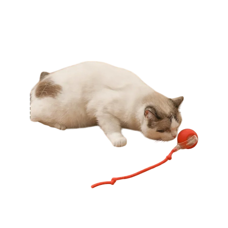 2-Photoroom_17-woodycats