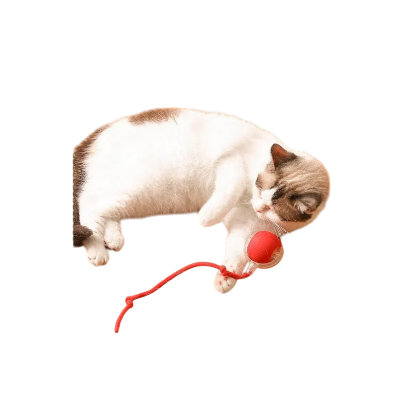 2-Photoroom_18-woodycats