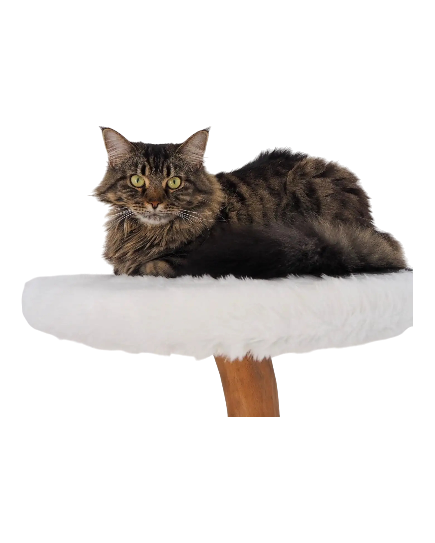 6-Photoroom_5-woodycats