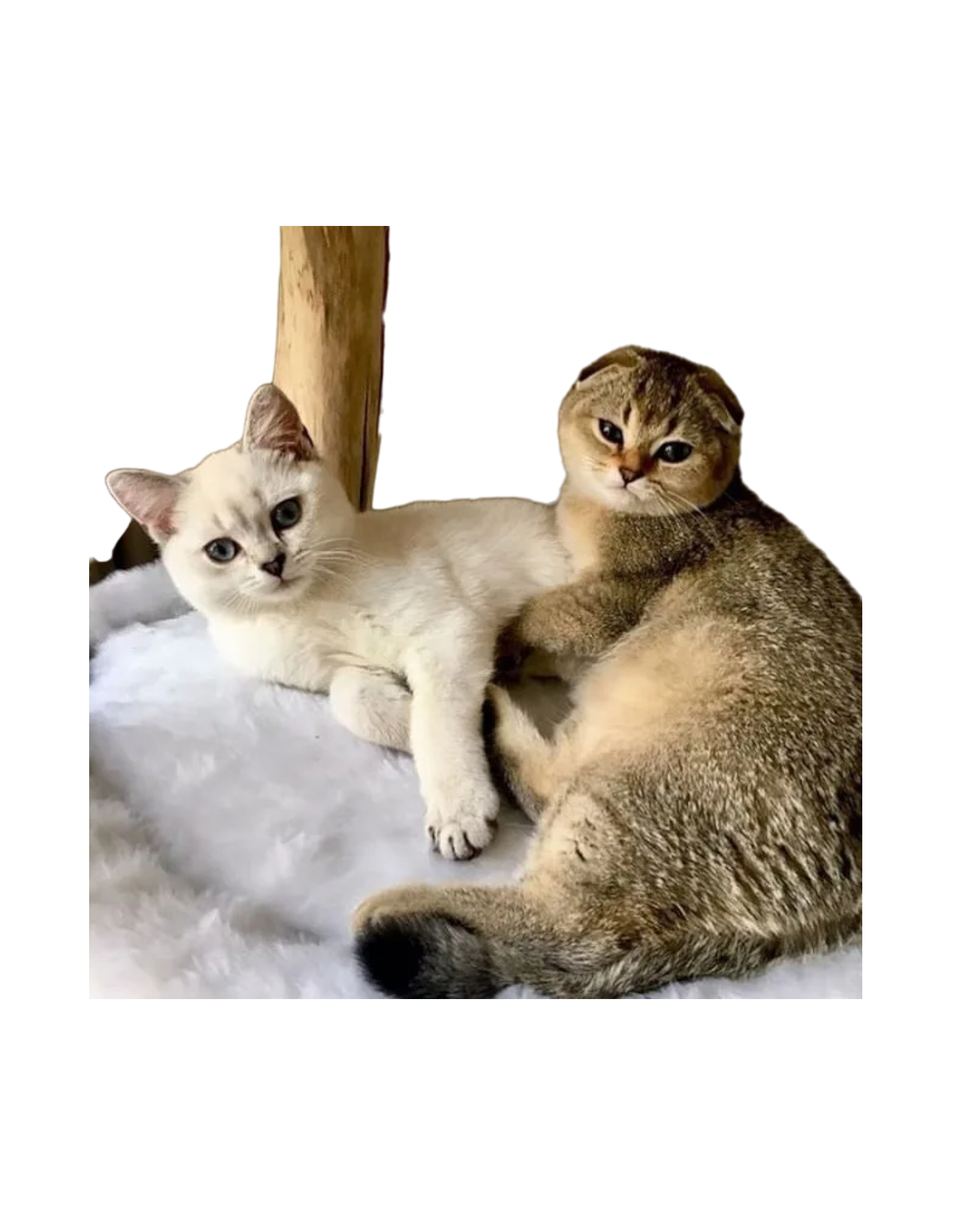 6-Photoroom_6-woodycats